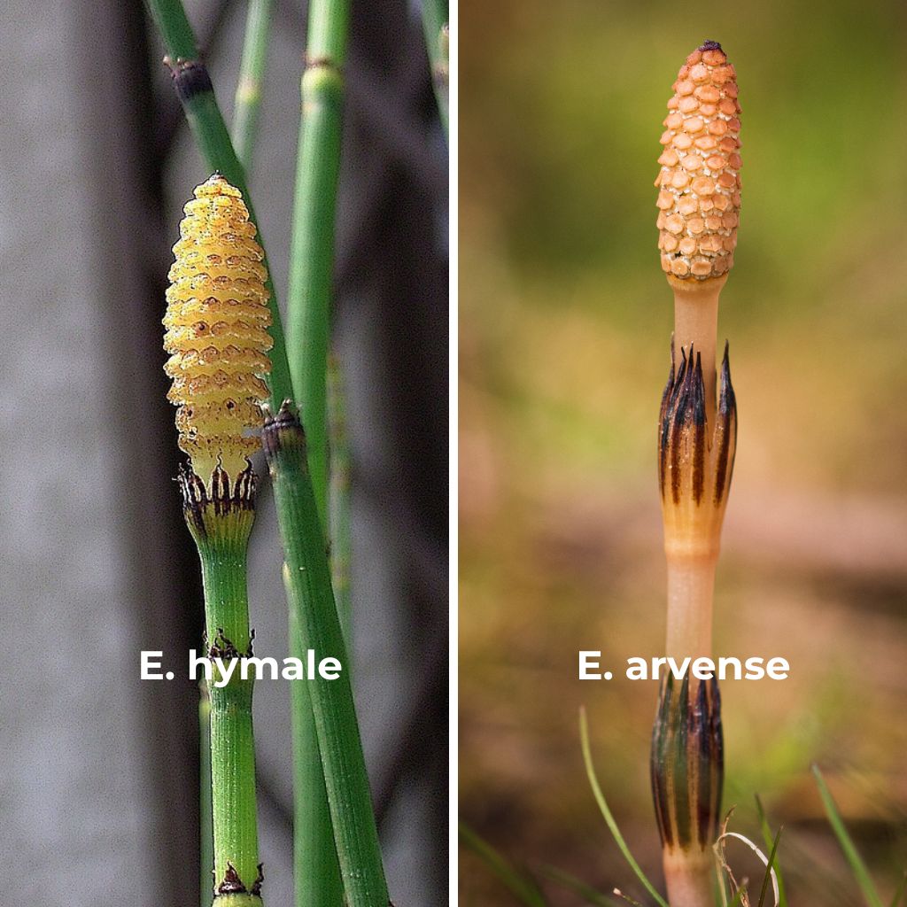 horsetail plants look-alikes