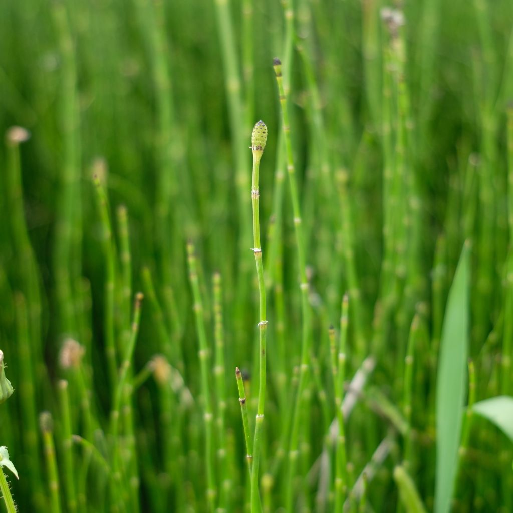 horsetail plant - equisetum hyemale