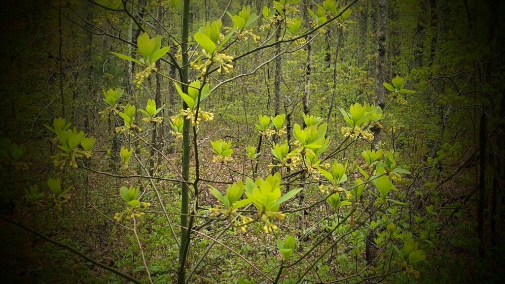 The Outdoor Apothecary sassafras tree