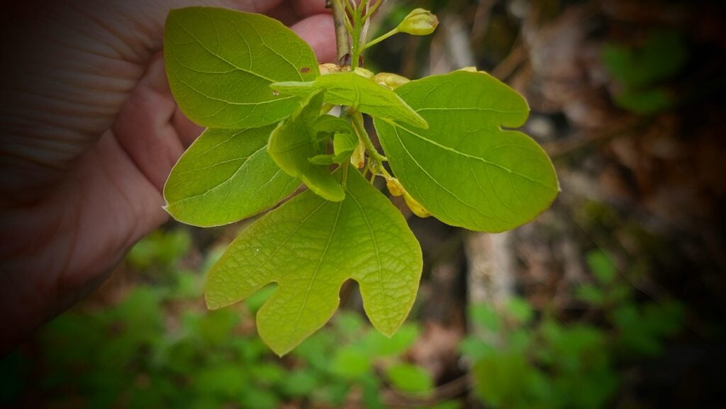 The Outdoor Apothecary sassafras tree