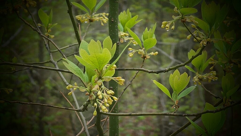sassafras tree