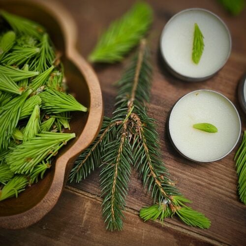 The Outdoor Apothecary spruce tip salve