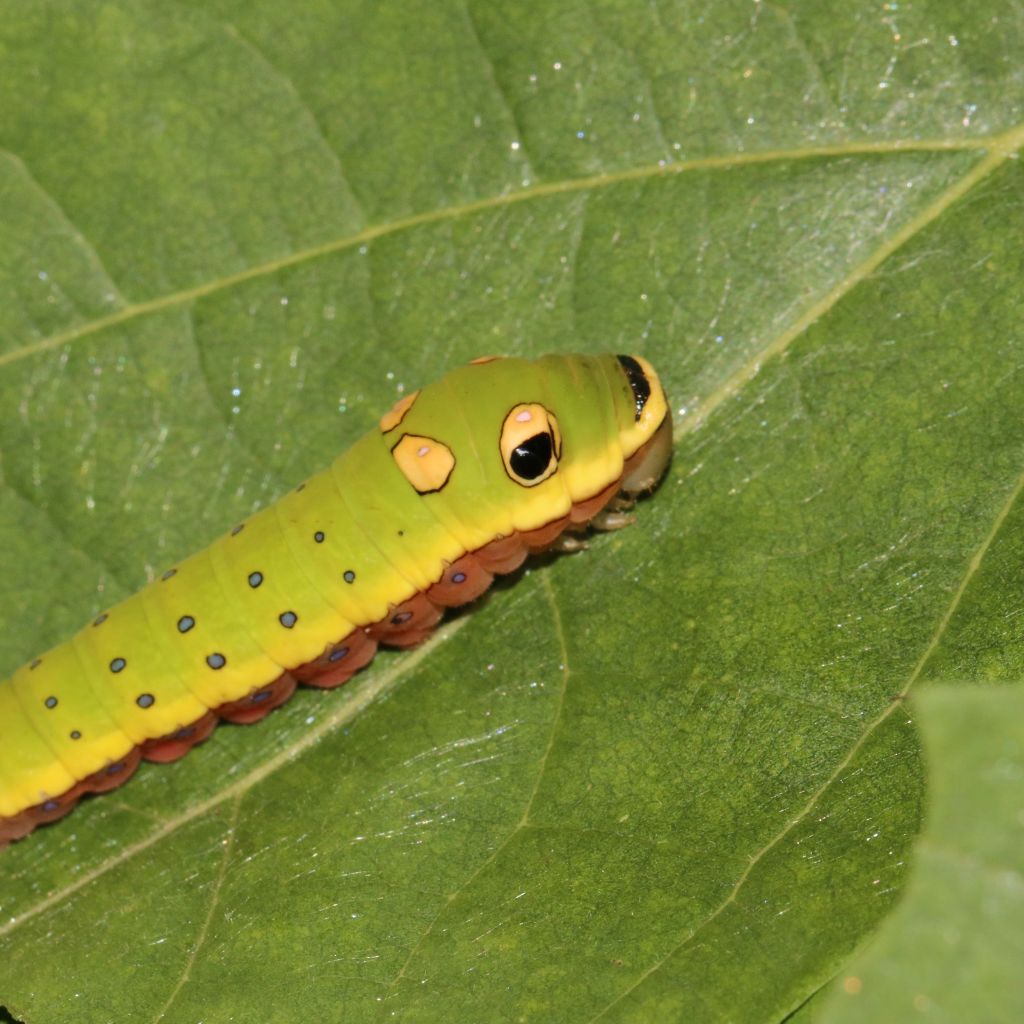 The Outdoor Apothecary spicebush swallowtail butterfly