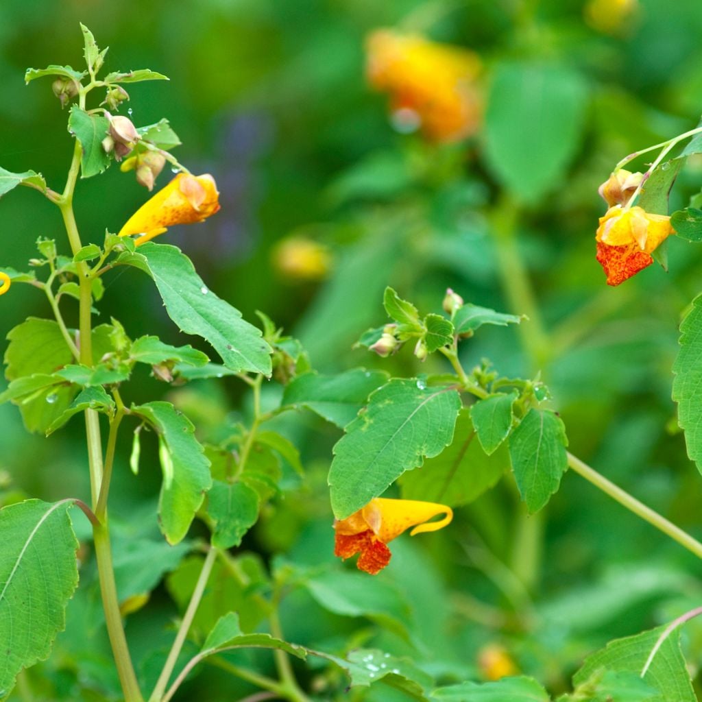 jewelweed salve
