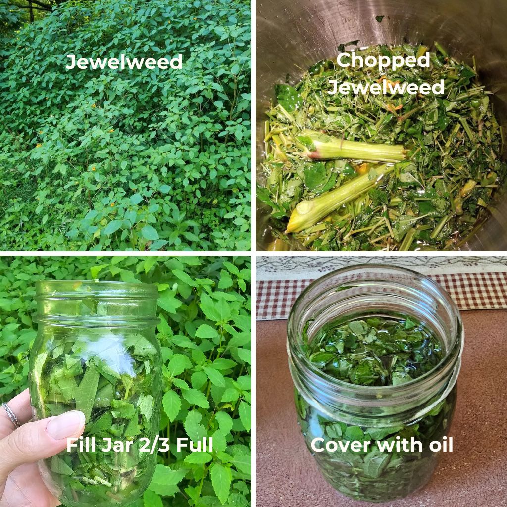 DIY Jewelweed Salve For Poison Ivy Relief The Outdoor Apothecary DIY Jewelweed Salve For Poison Ivy Relief The Outdoor Apothecary