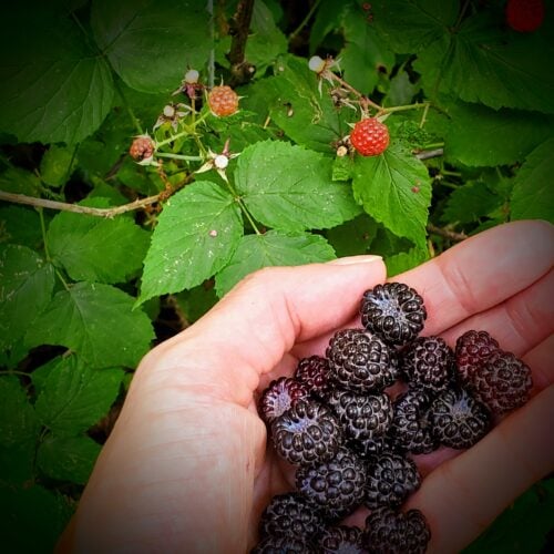 foraging and freezing raspberries