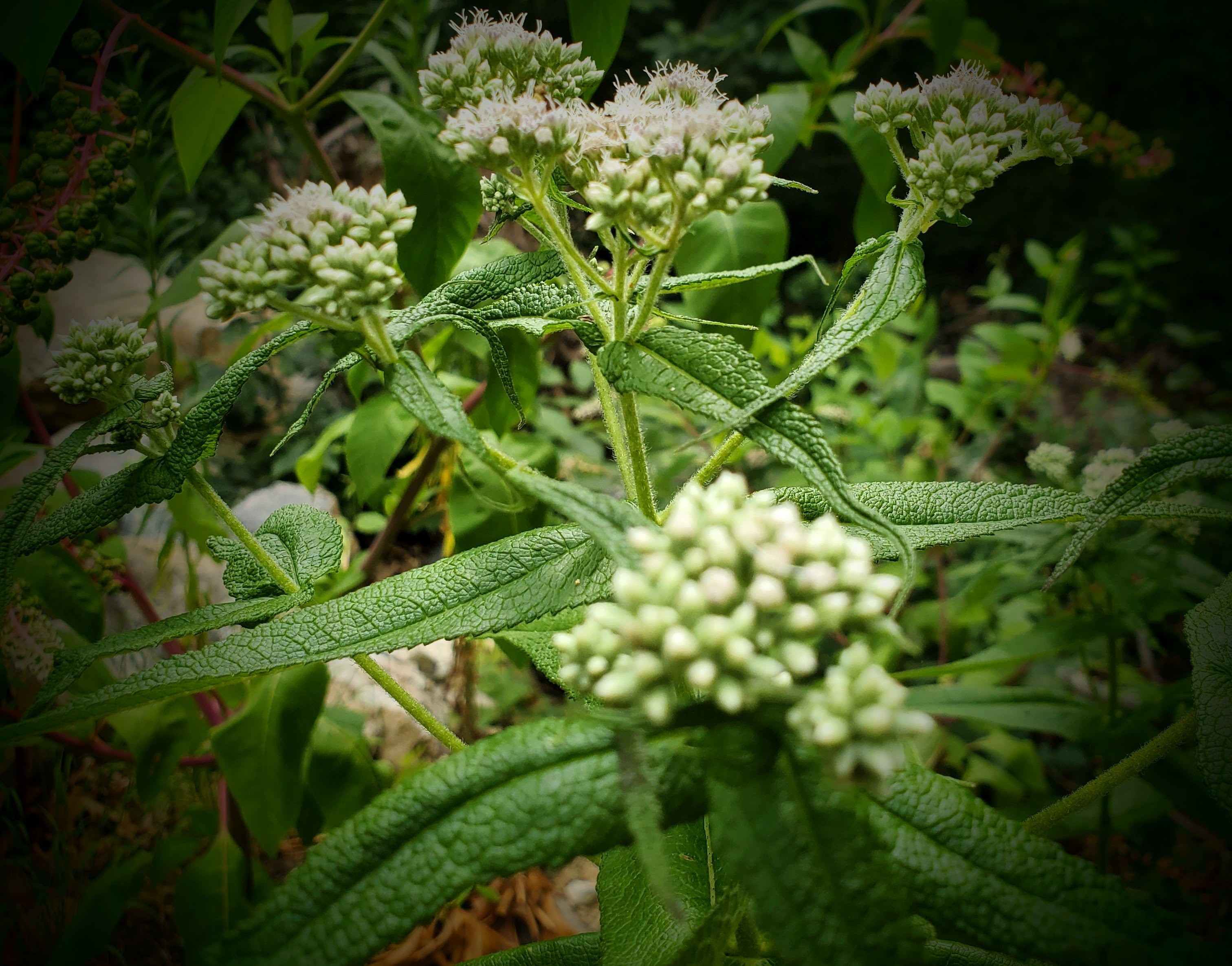 herb boneset