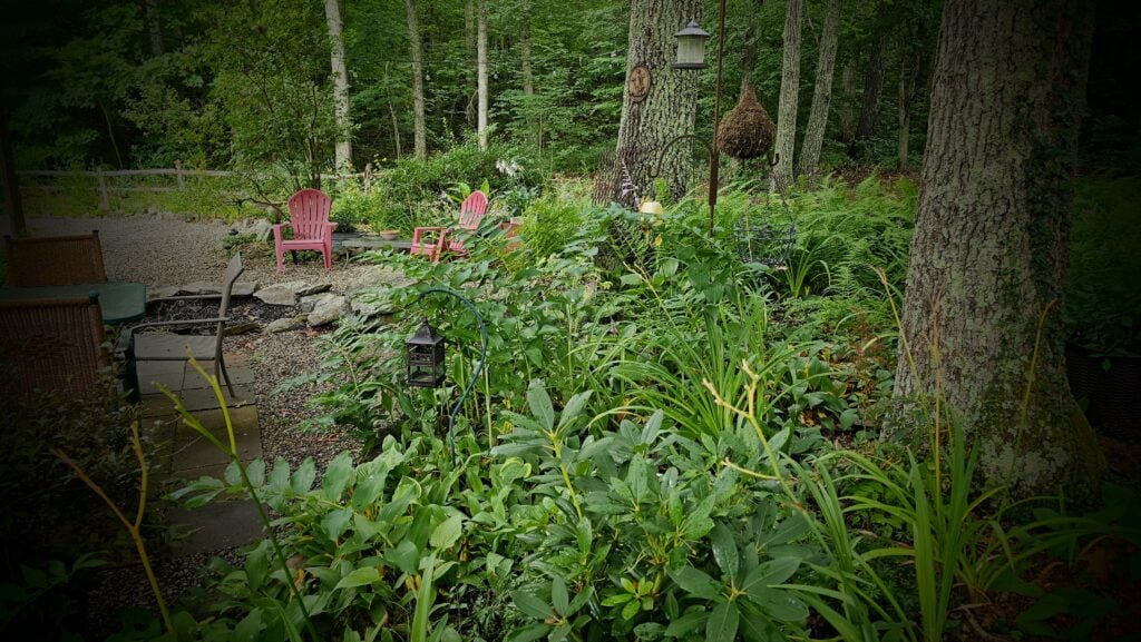 Lady's Mantle in My Garden