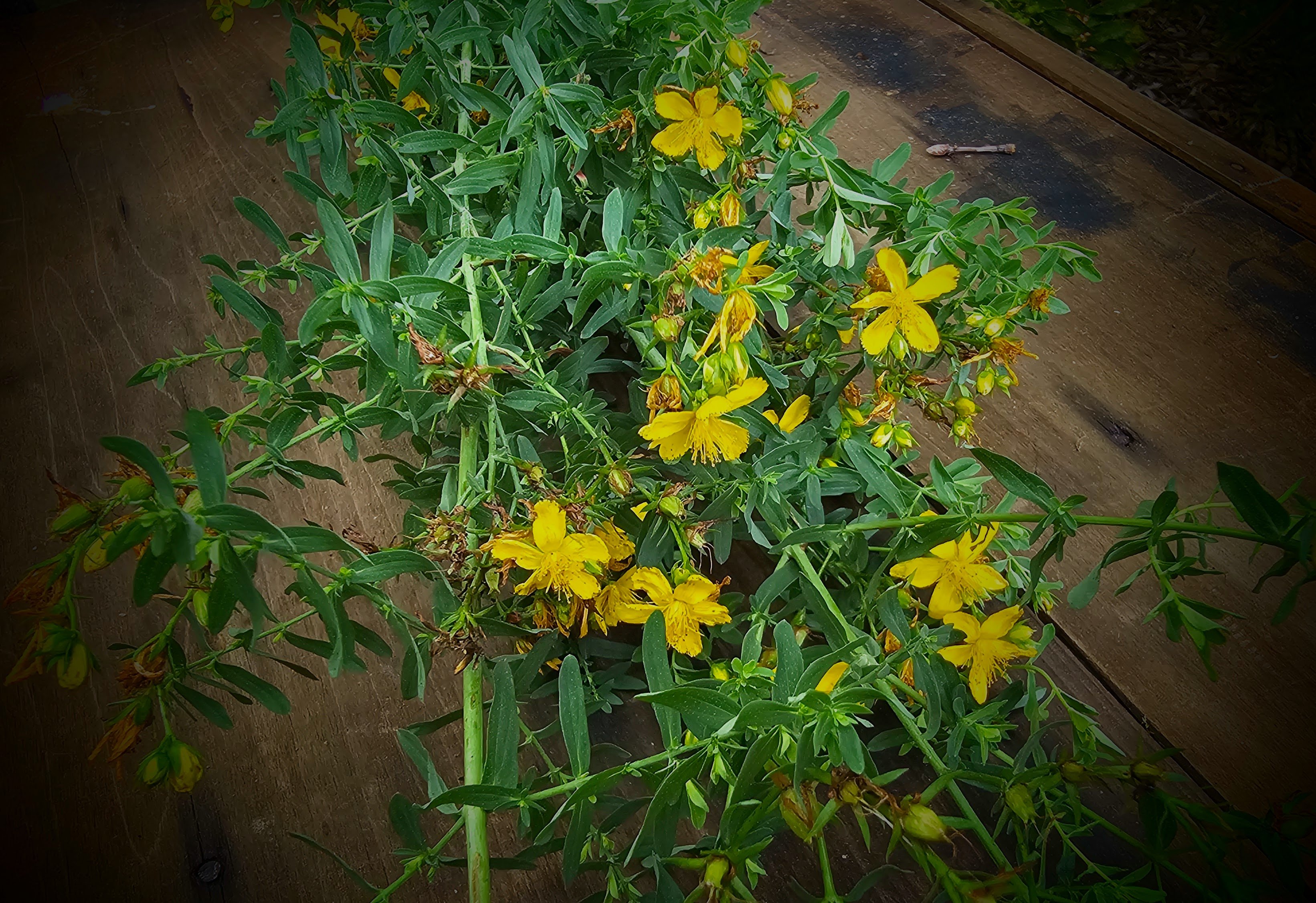 The Outdoor Apothecary saint john's wort plant