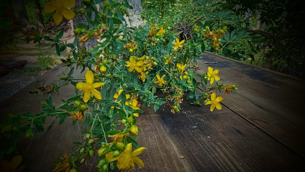st. john's wort plant