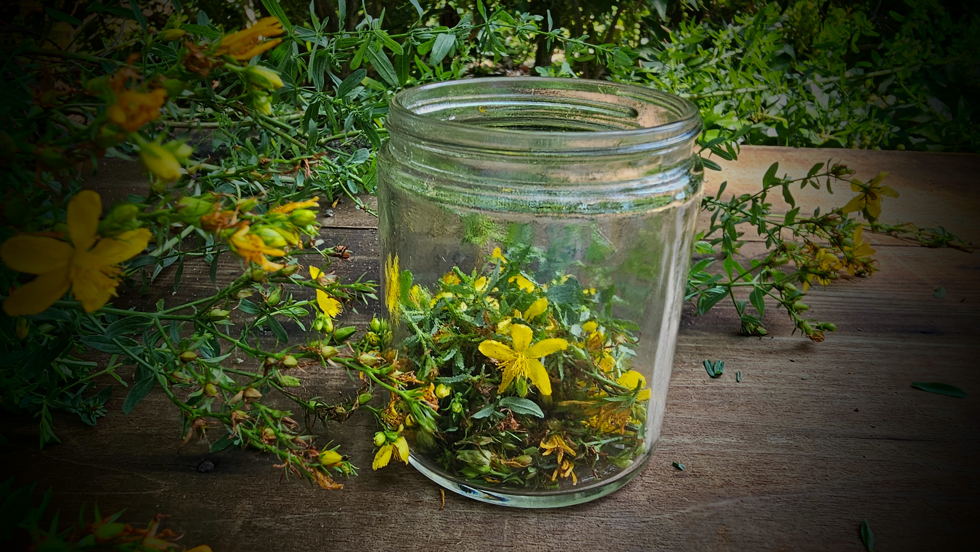 The Outdoor Apothecary saint john's wort plant