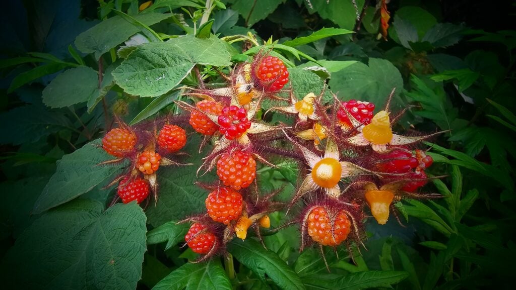 wineberries - berry season