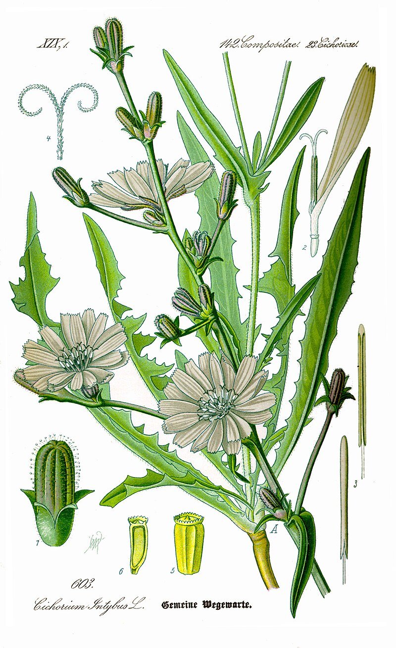 The Outdoor Apothecary chicory botanical illustration