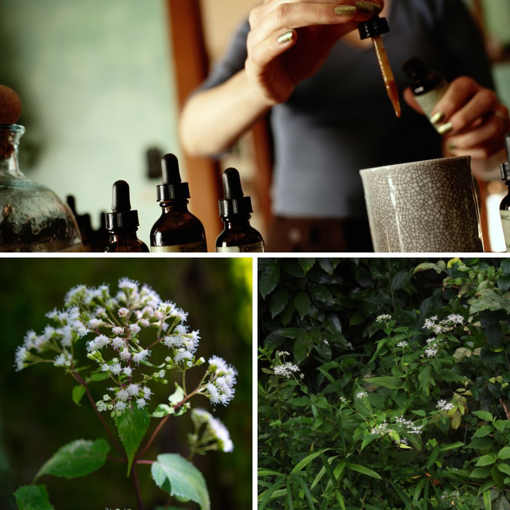 boneset tincture