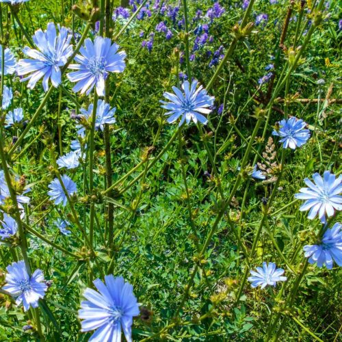Chicory Benefits, Easy Identification, And Many Uses - The Outdoor ...