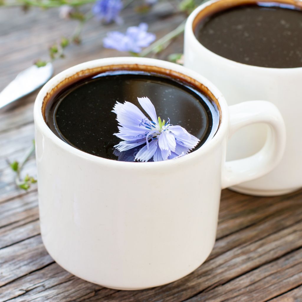 The Outdoor Apothecary Chicory benefits, identification, and uses