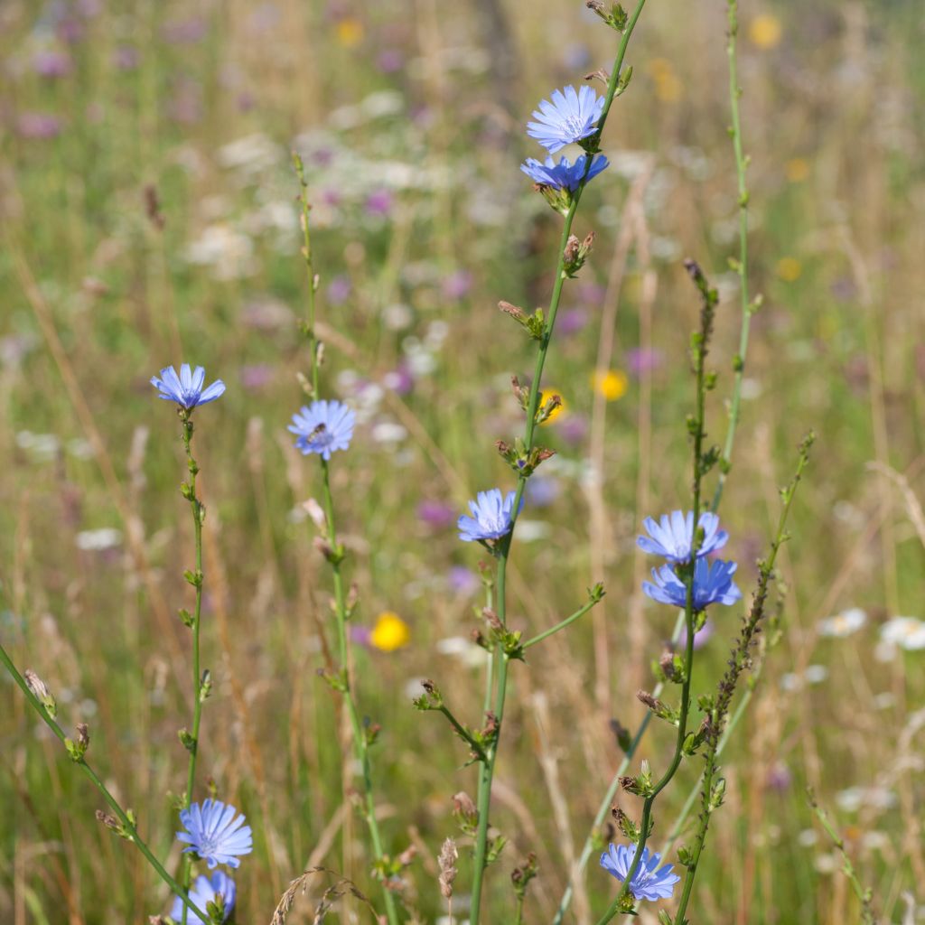 The Outdoor Apothecary Chicory benefits, identification, and uses