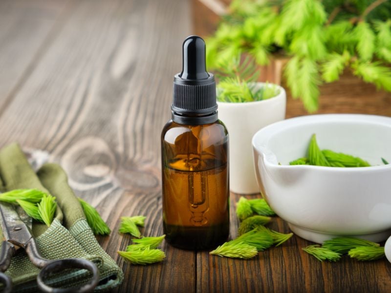 spruce tip tincture