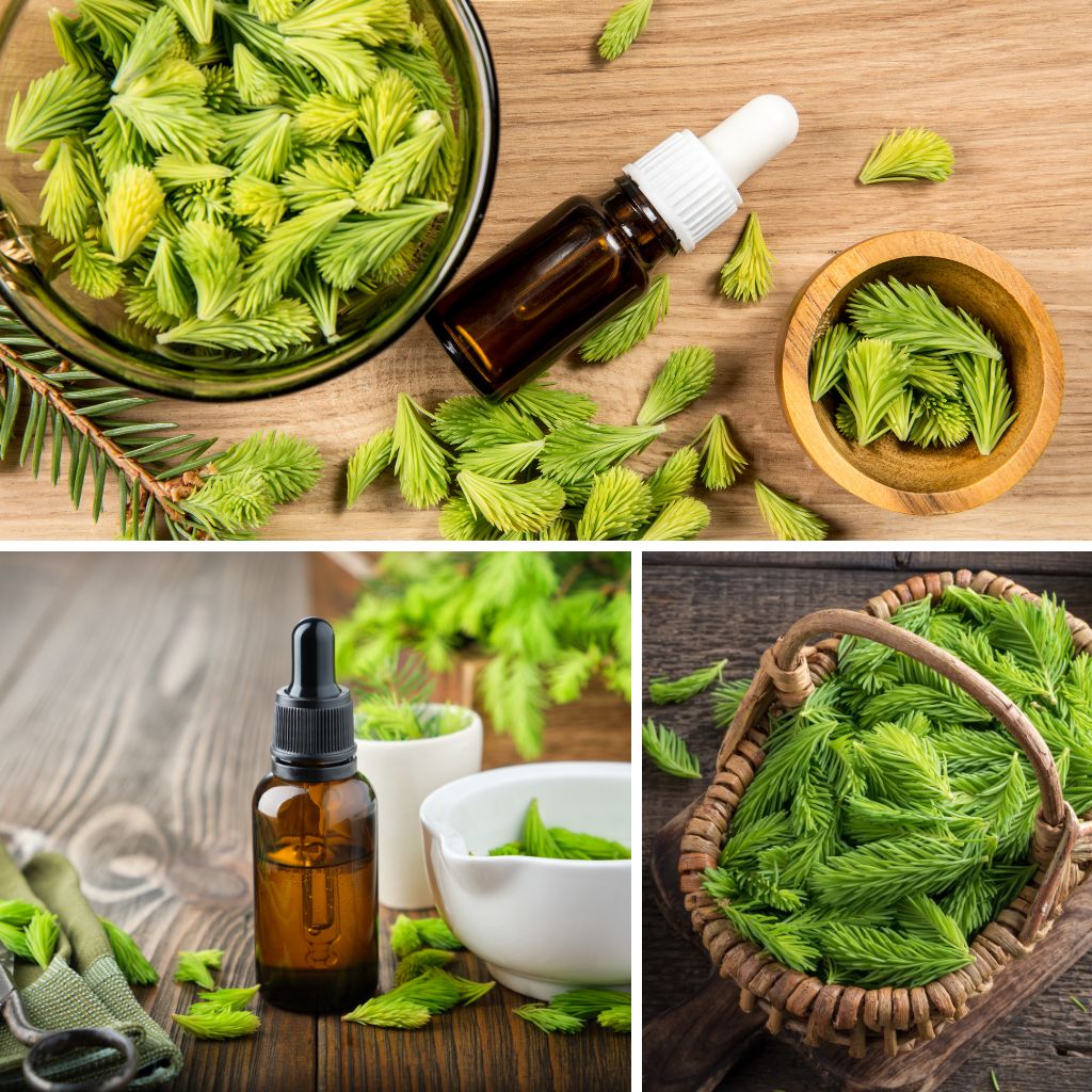 The Outdoor Apothecary spruce tip tincture