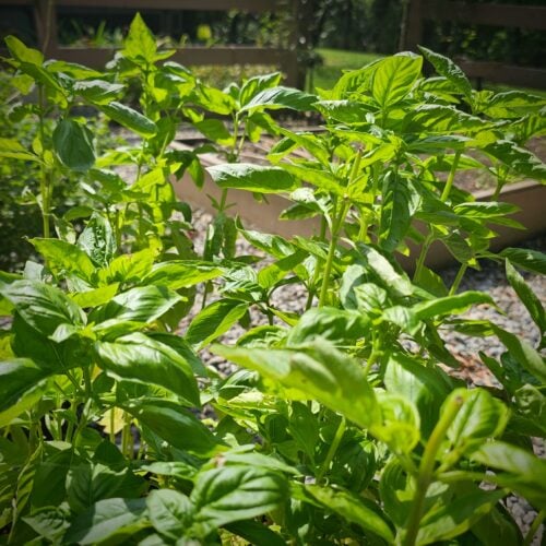 The Outdoor Apothecary How to make and freeze pesto - basil