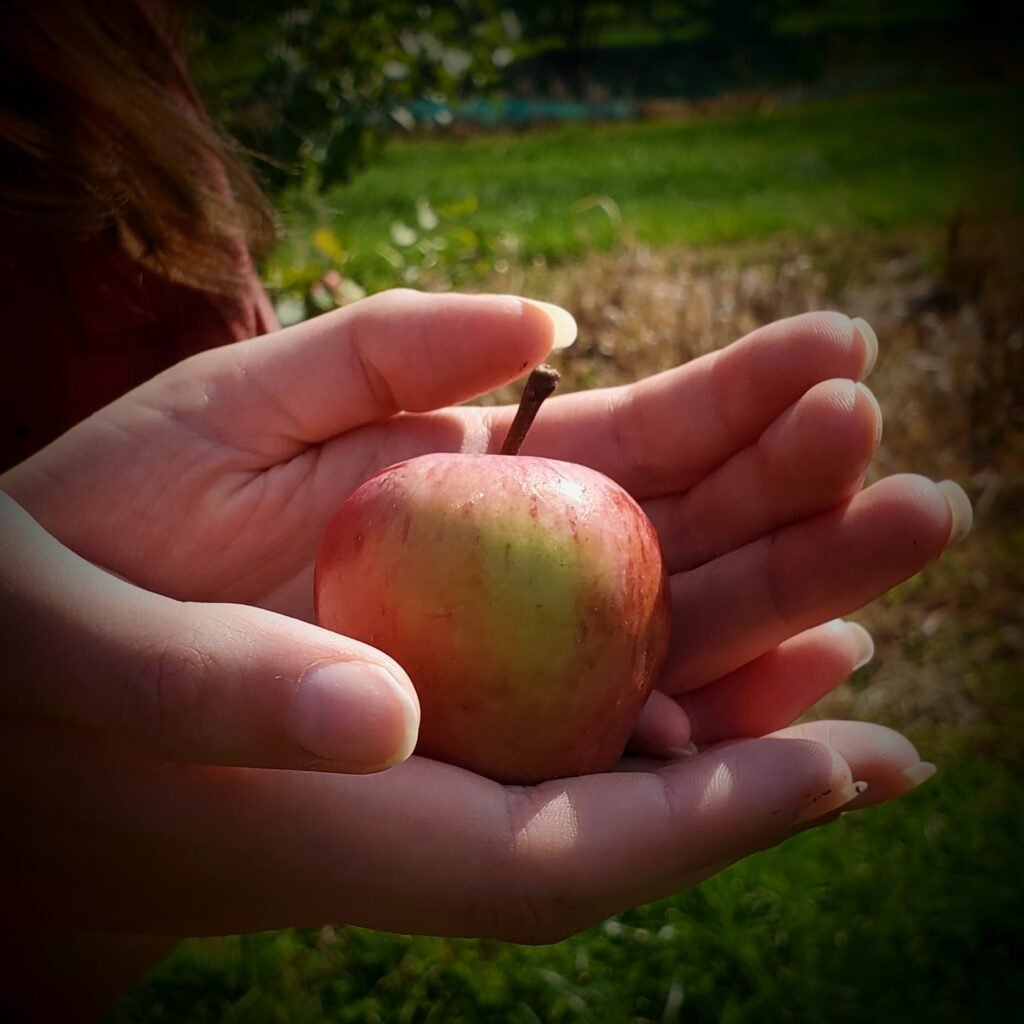 The Outdoor Apothecary canning apple pie filling - hand holding a tiny apple