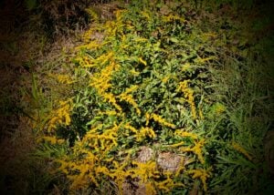 goldenrod plant - goldenrod folklore
