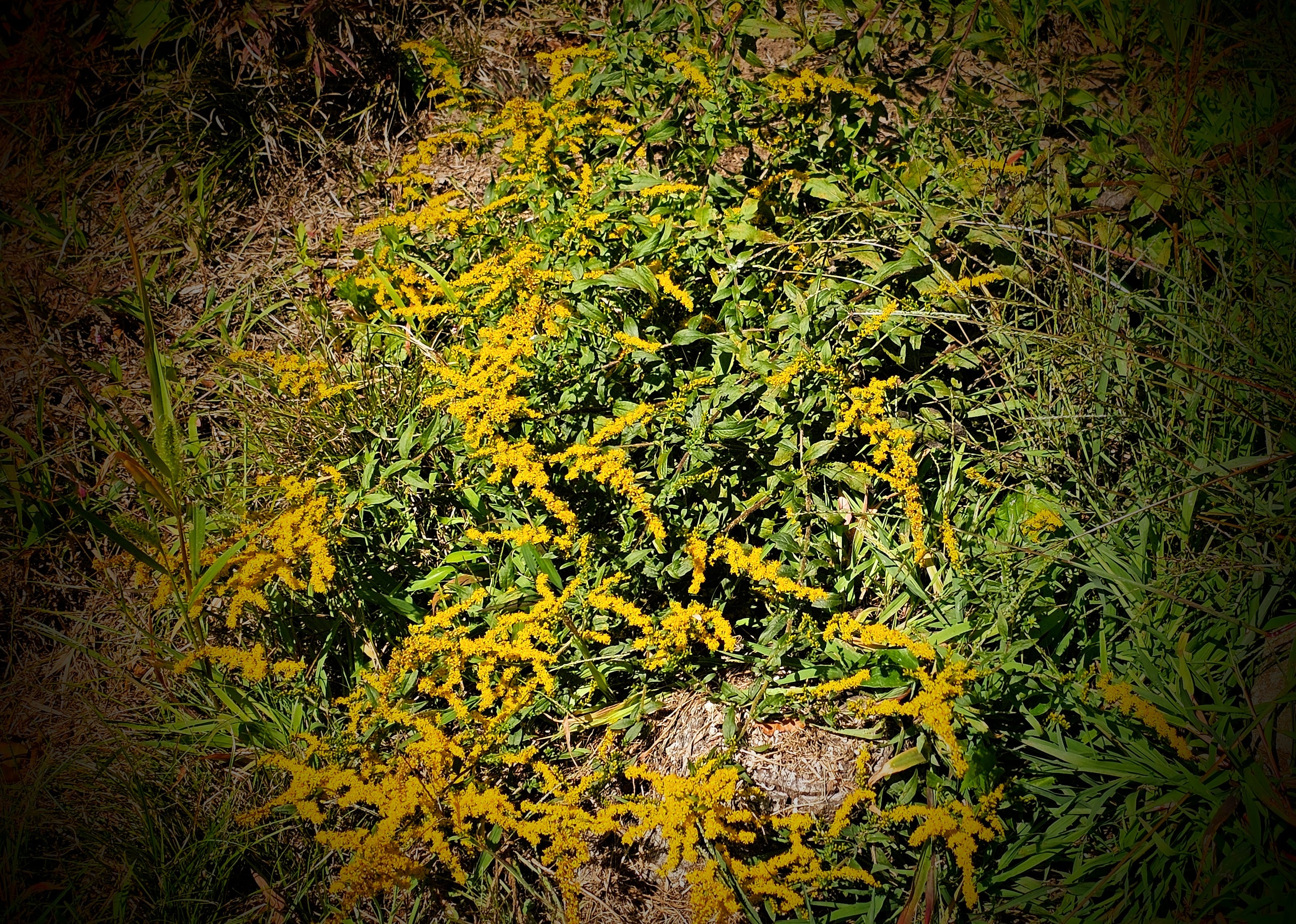 goldenrod plant - goldenrod folklore