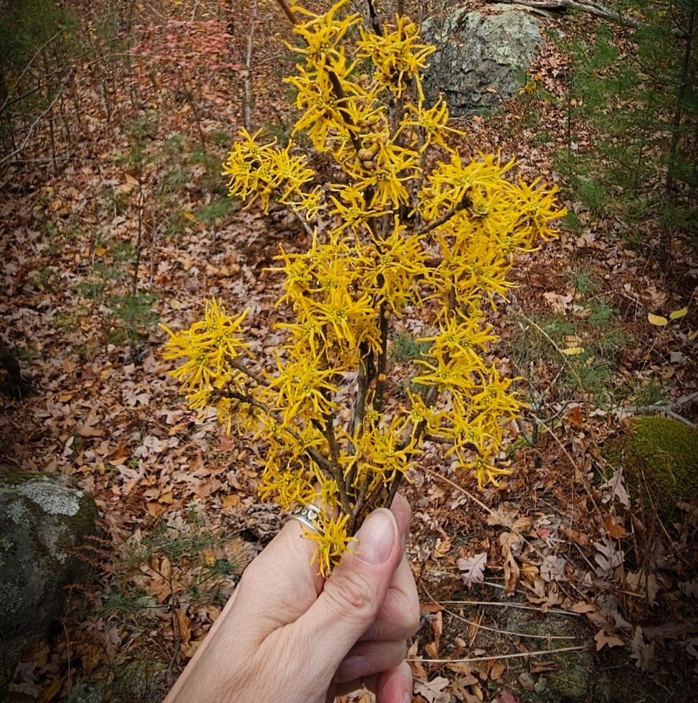 what is witch hazel for