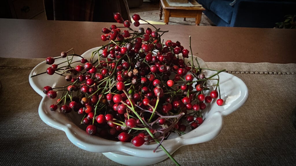 wild rose hips - what to forage in October