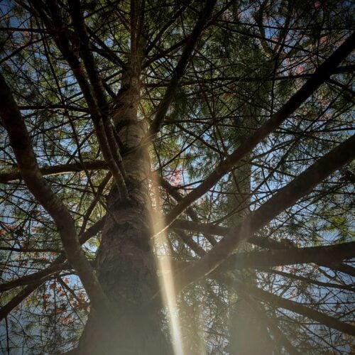 folklore of white pine - spring beauty
