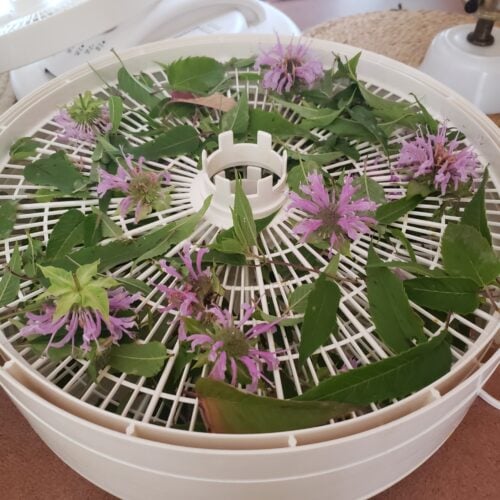 The Outdoor Apothecary Best Foods to Dehydrate: Herbs and Edible Flowers