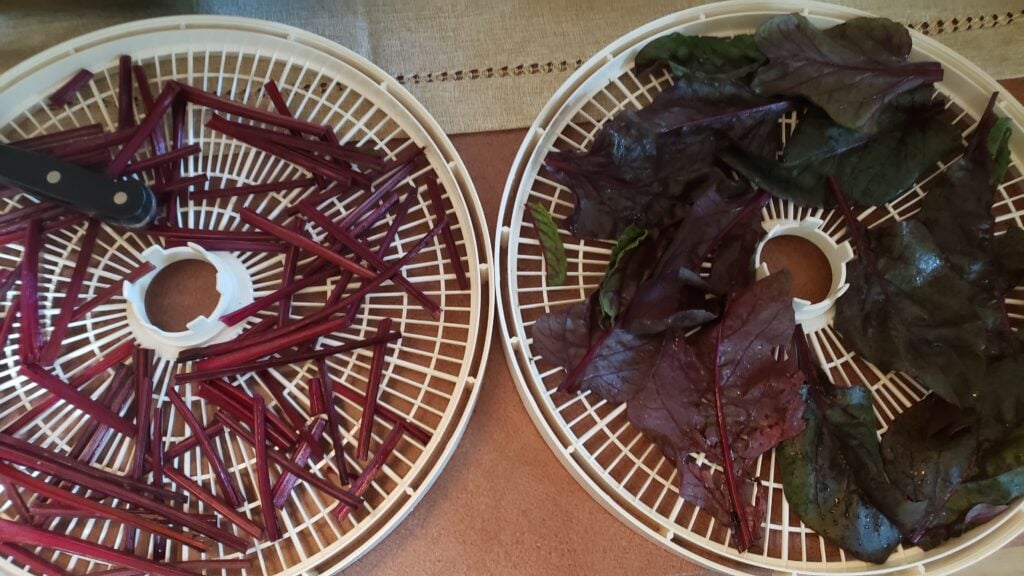 The Outdoor Apothecary Best Foods to Dehydrate: Beet Greens and Stems