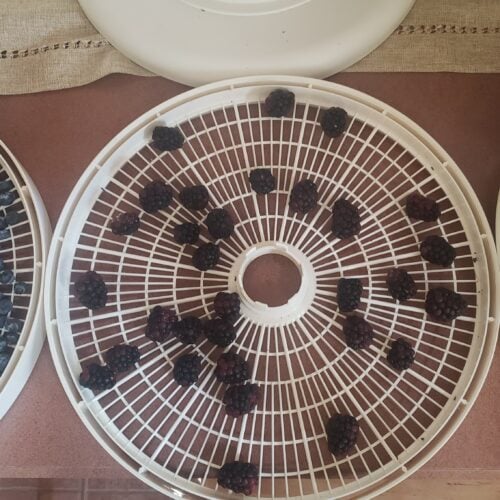 The Outdoor Apothecary Best Foods to Dehydrate: Fruit & Berries