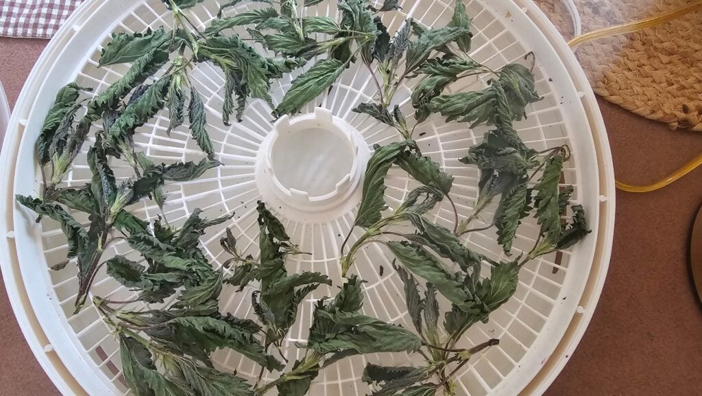 Best Foods to Dehydrate: Nettles