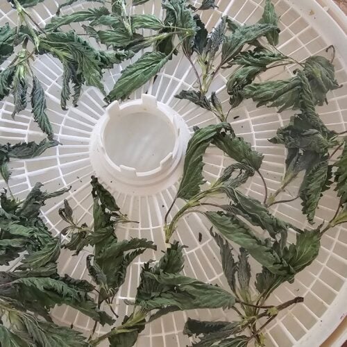 The Outdoor Apothecary Best Foods to Dehydrate: Nettles