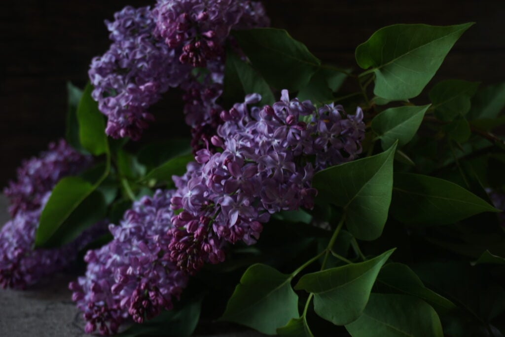 foraging lilacs for lilac syrup