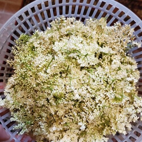 elderberry folklore - what to forage in july