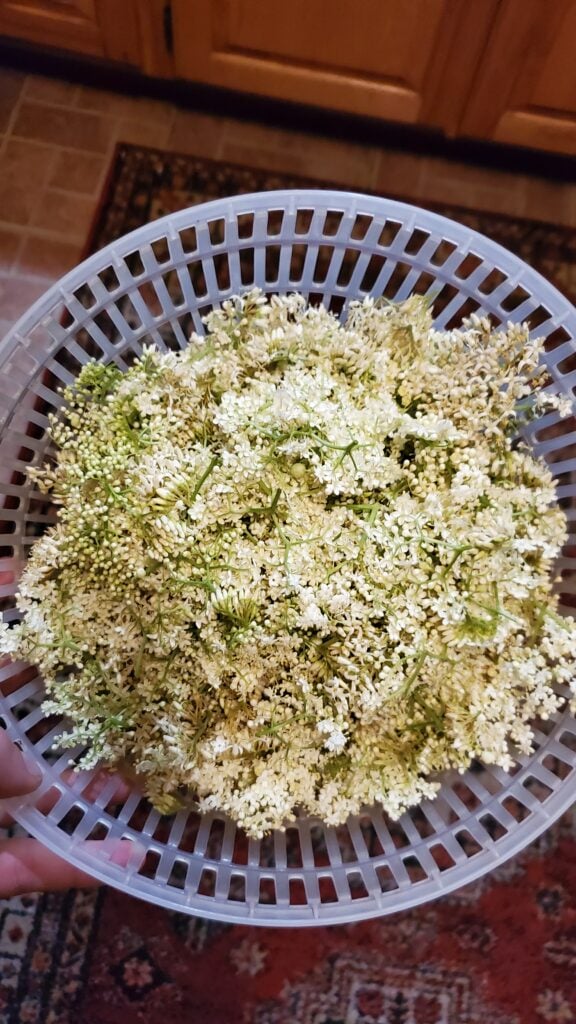 The Outdoor Apothecary elderberry folklore
