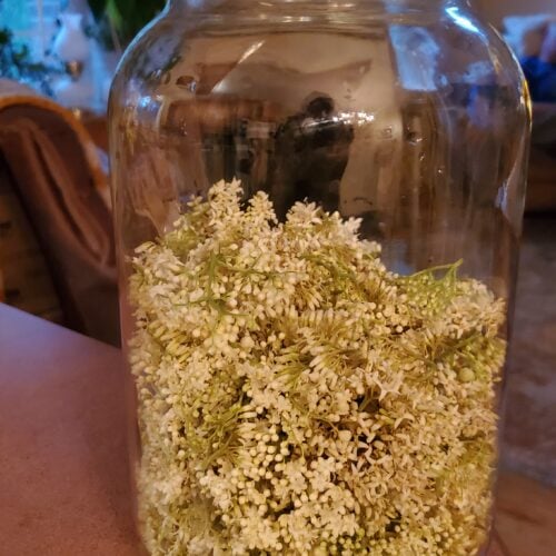 elderberry folklore