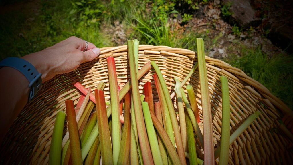 A basket of rhubarb stalks for rhubarb pie filling