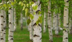 The Outdoor Apothecary birch tree