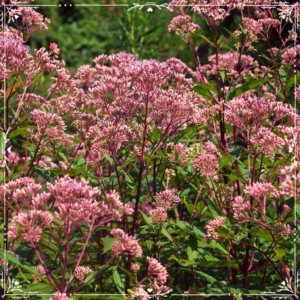 The Outdoor Apothecary Joe-Pye Weed Folklore