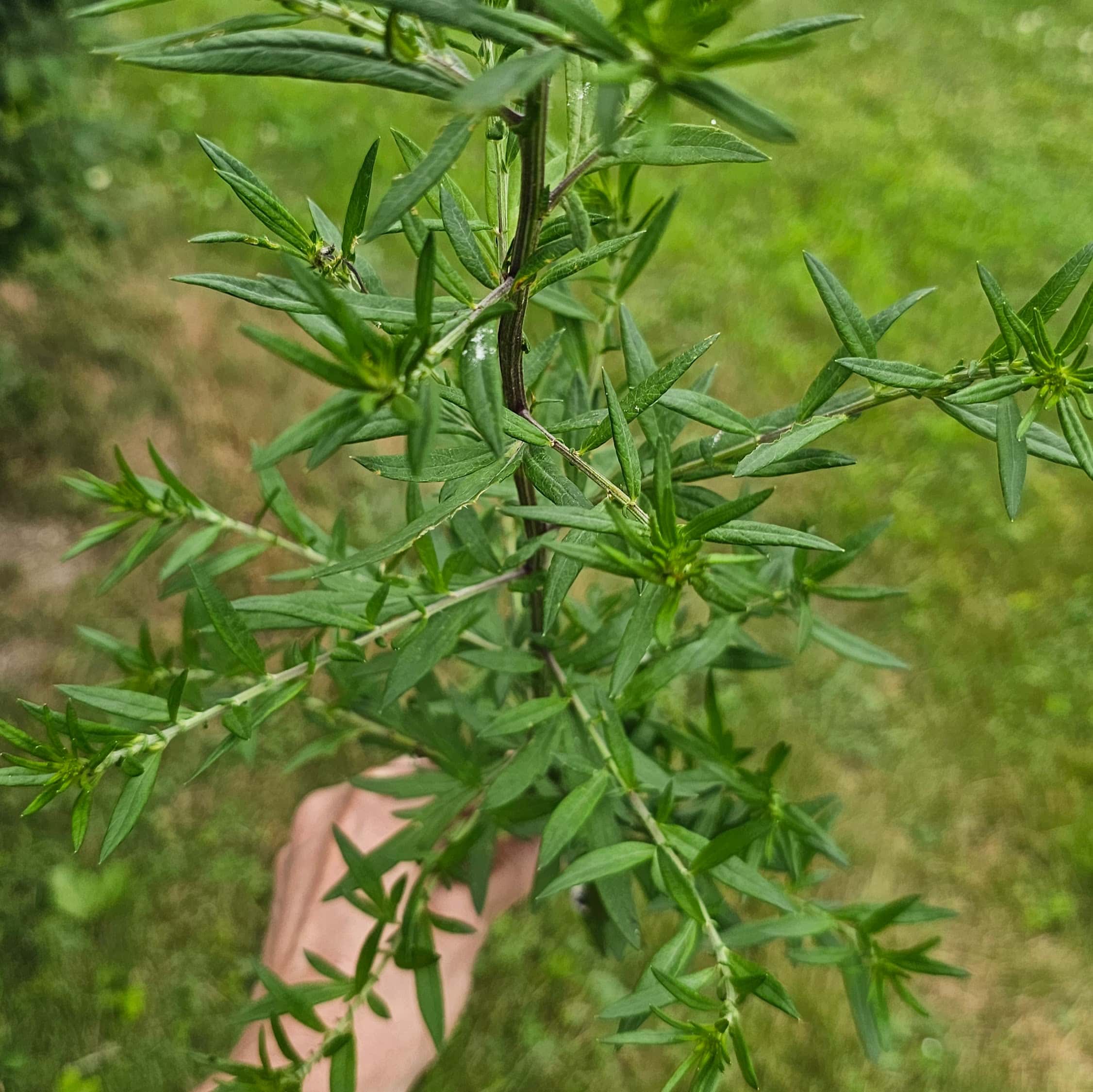 mugwort oxymel
