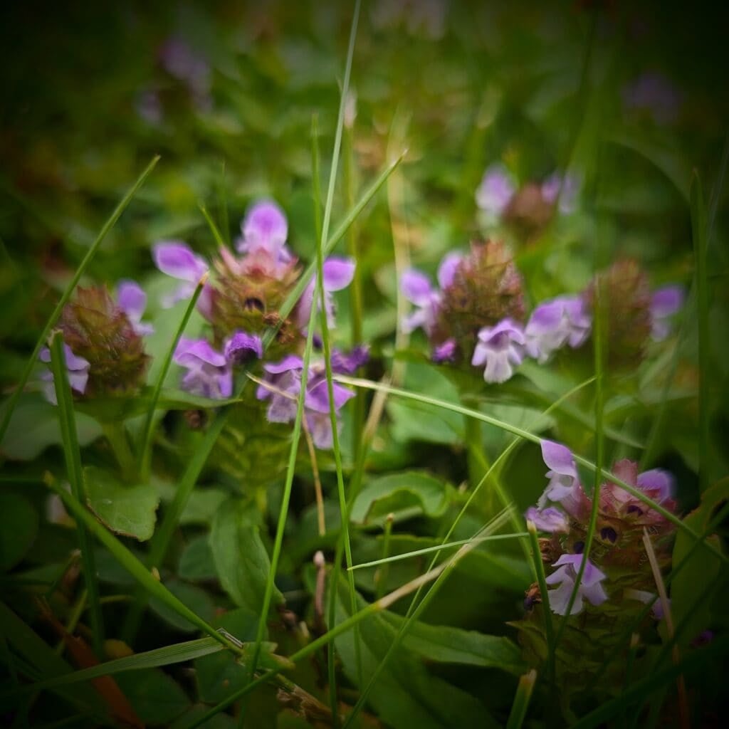 self-heal oxymel