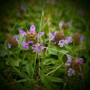 The Outdoor Apothecary self-heal