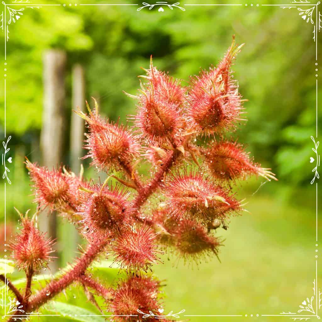 wineberries (Rubus phoenicolasius)