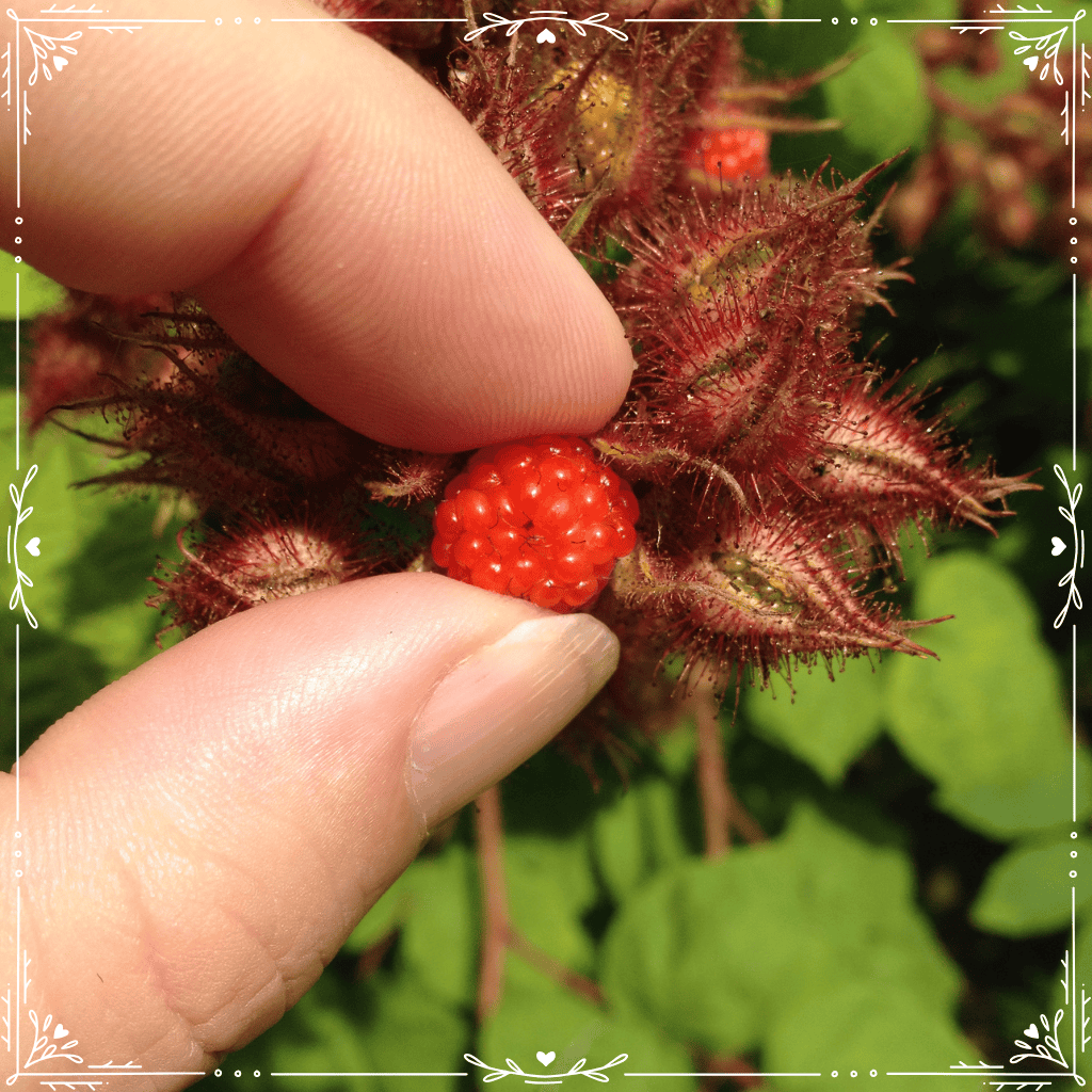 wineberries (Rubus phoenicolasius)