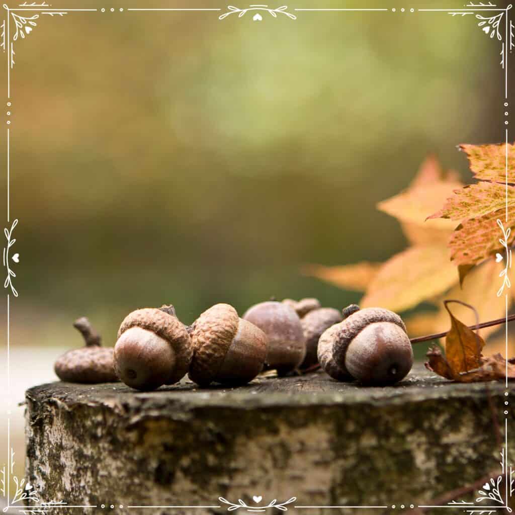 oak acorns - magic & medicine of oak trees