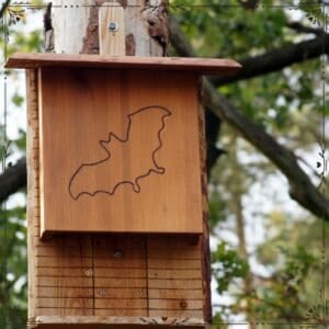 bat boxes