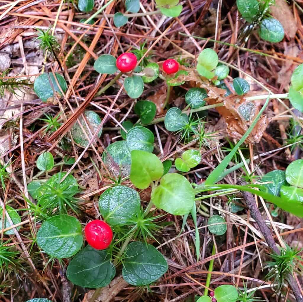wintergreen folklore
